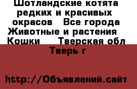 Шотландские котята редких и красивых  окрасов - Все города Животные и растения » Кошки   . Тверская обл.,Тверь г.